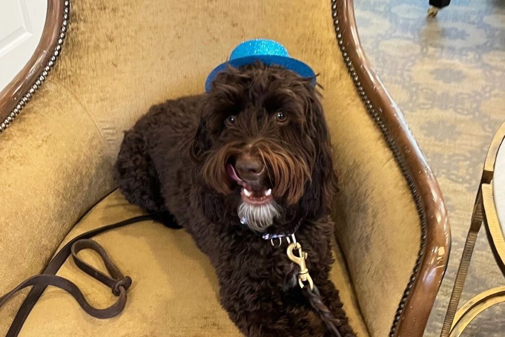 SoCo Village | Best Dog Breeds for Seniors According to Bruno